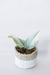 Scindapsus rubicon